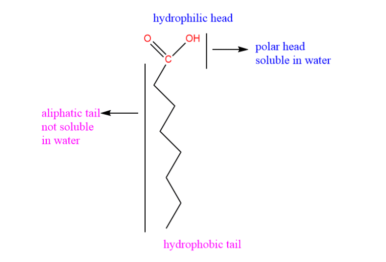 Lipid Definition Classification Examples And Reliable Function