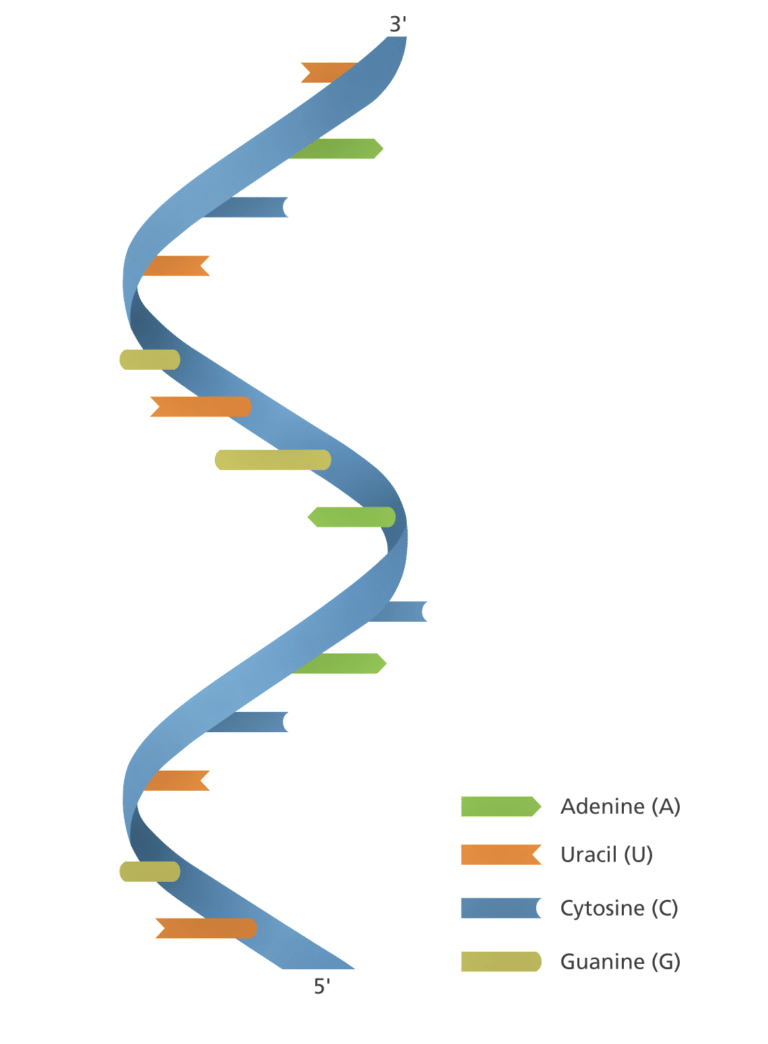 Nucleic Acids Definition Structure Reliable Function And Major