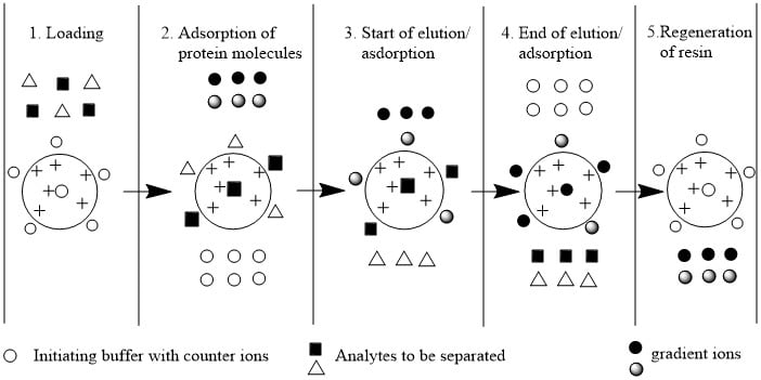 protein purification by ion-exchange chromatography, procedure of protein purification by ion-exchange chromatography