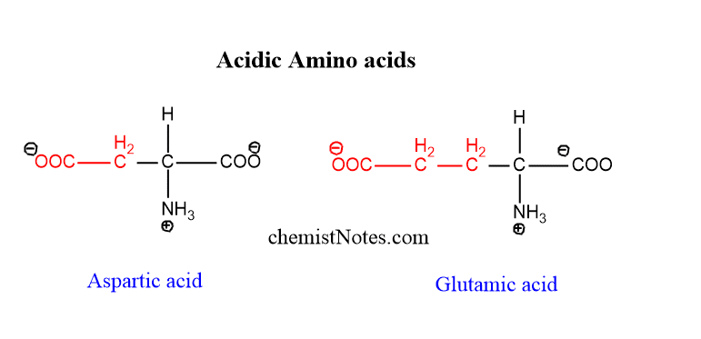 acidic amino acids examples