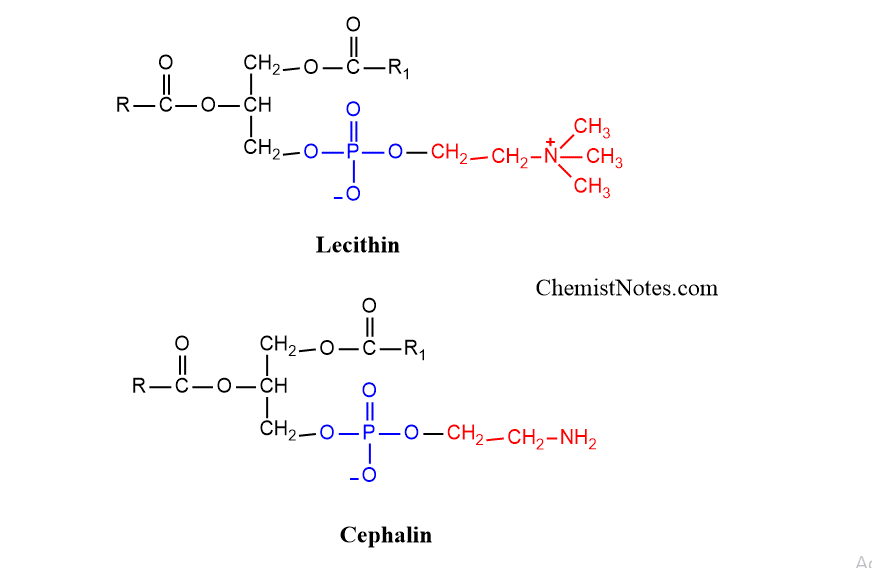 Phospholipids