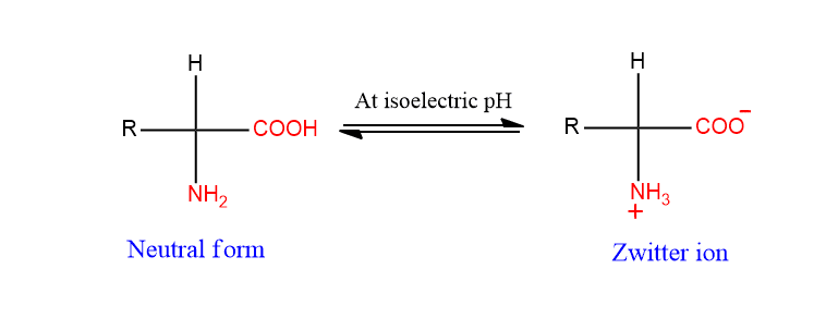 zwitterion  amino acids
