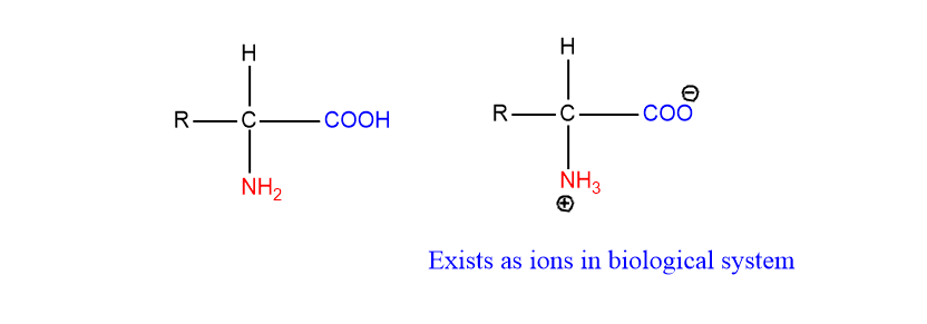 general structure of amino acids
