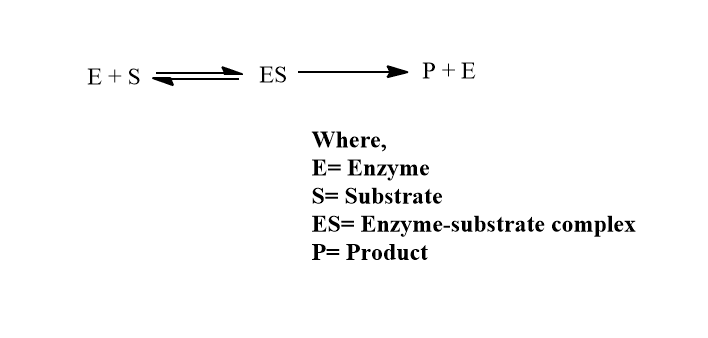 characteristics of active sites of enzyme