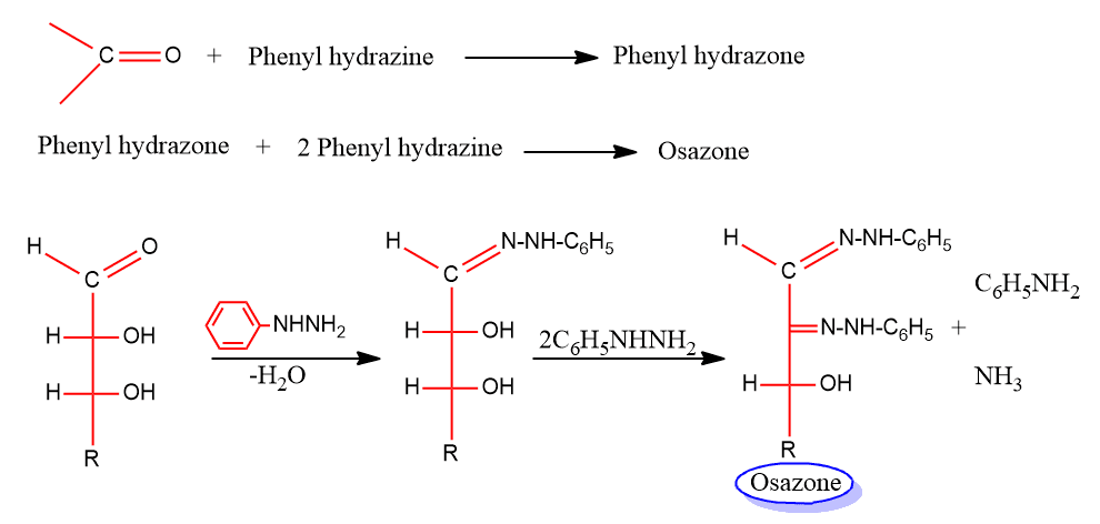 Osazone
osazone mechanism
osazone formation mechanism