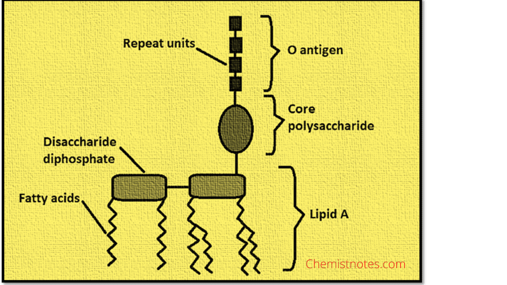 Endotoxin And Exotoxin Simplified Introduction And Differences