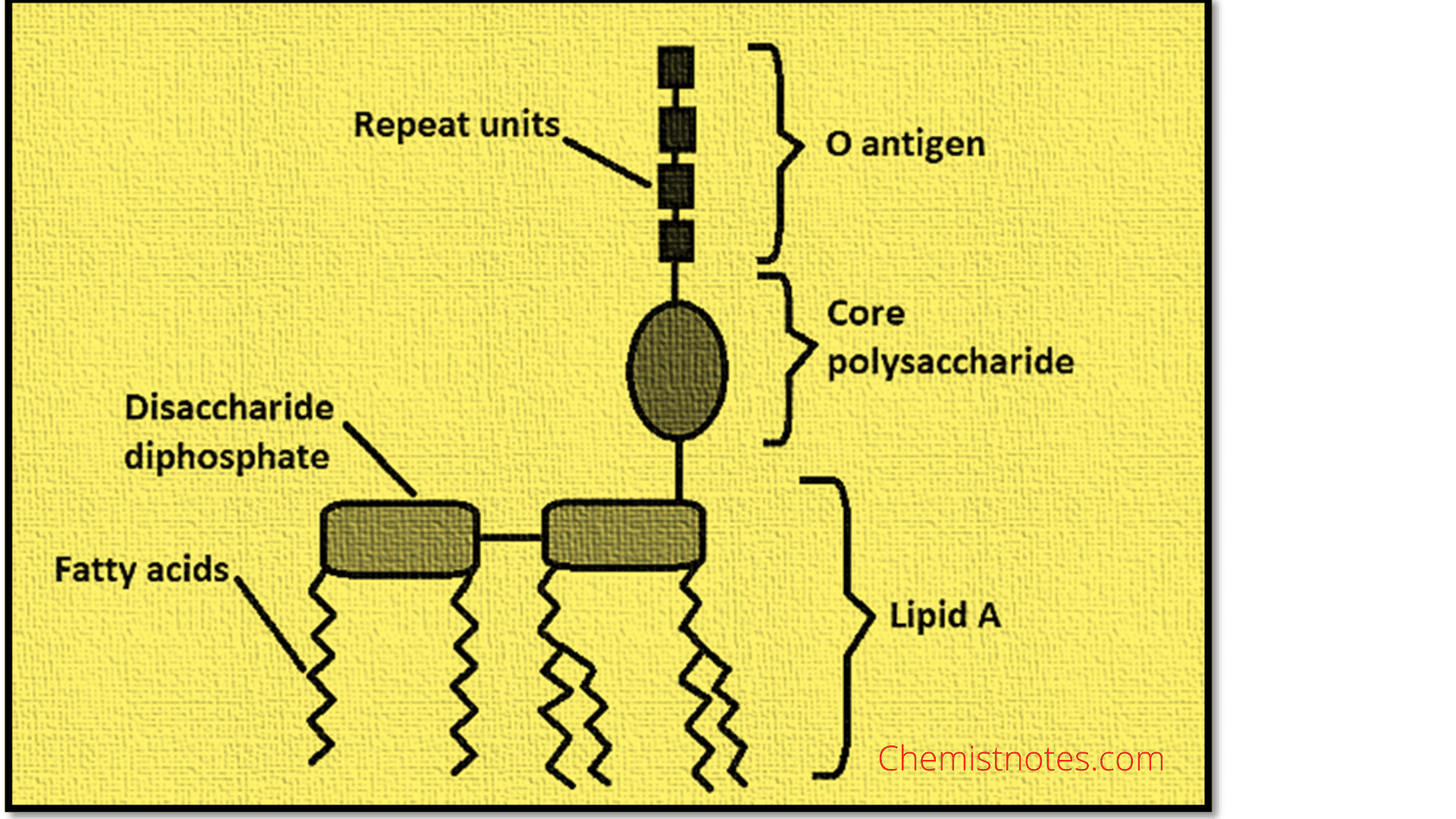 Endotoxin and Exotoxin Simplified Introduction and Differences