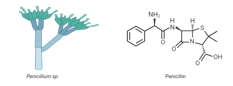 antibiotics