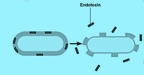 endotoxin