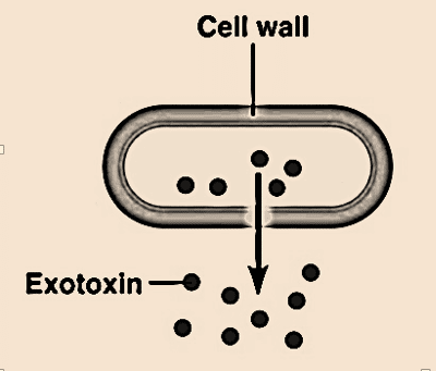exotoxin