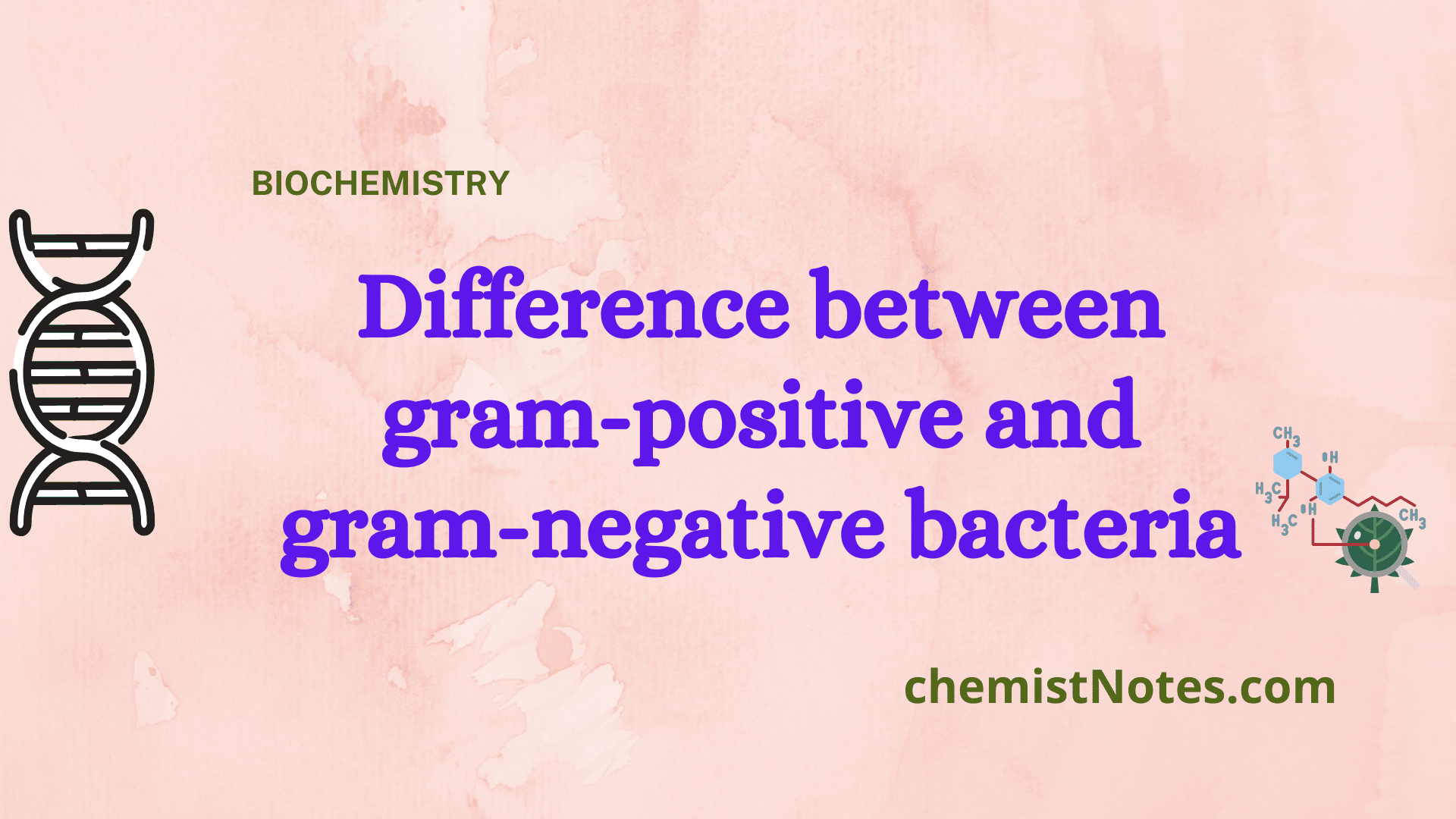 difference-between-gram-positive-and-gram-negative-bacteria-detailed