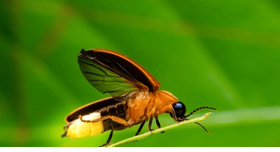 Chemistry behind bioluminescence in Firefly