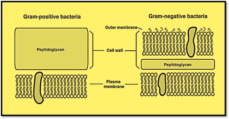 Difference between Gram positive and Gram negative bacteria - Detailed ...