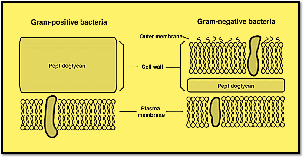 Cell wall of gram positive and gram negative bacteria