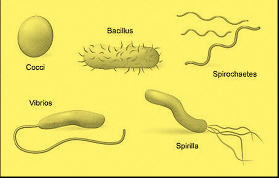 types of bacteria