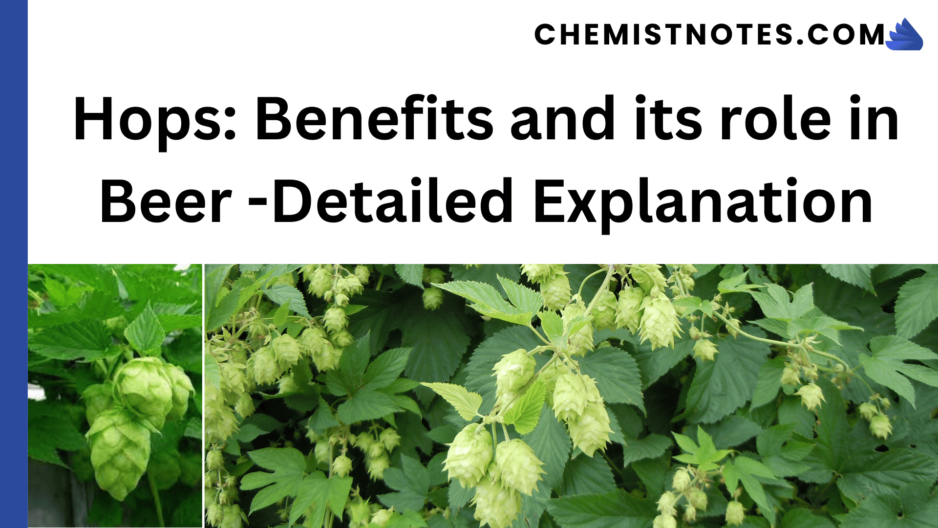 Hops Benefits and its role in Beer Detailed Explanation Chemistry Notes