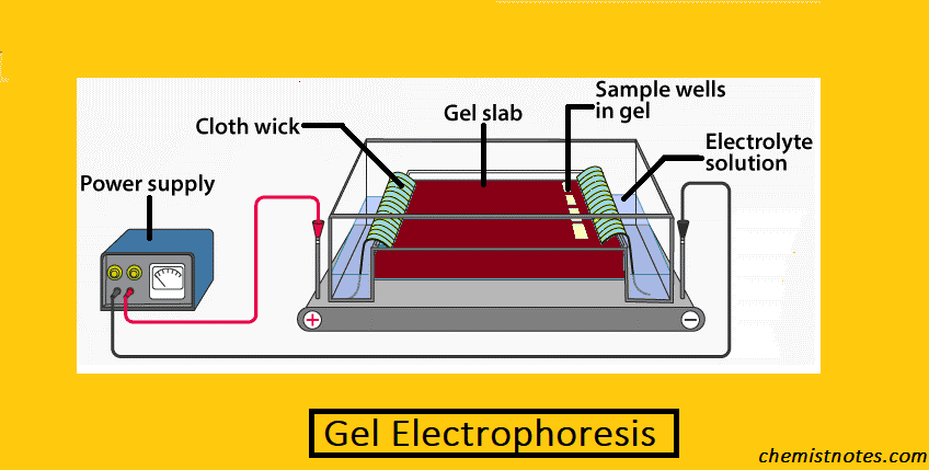 electrophoresis
gel elctrophoresis