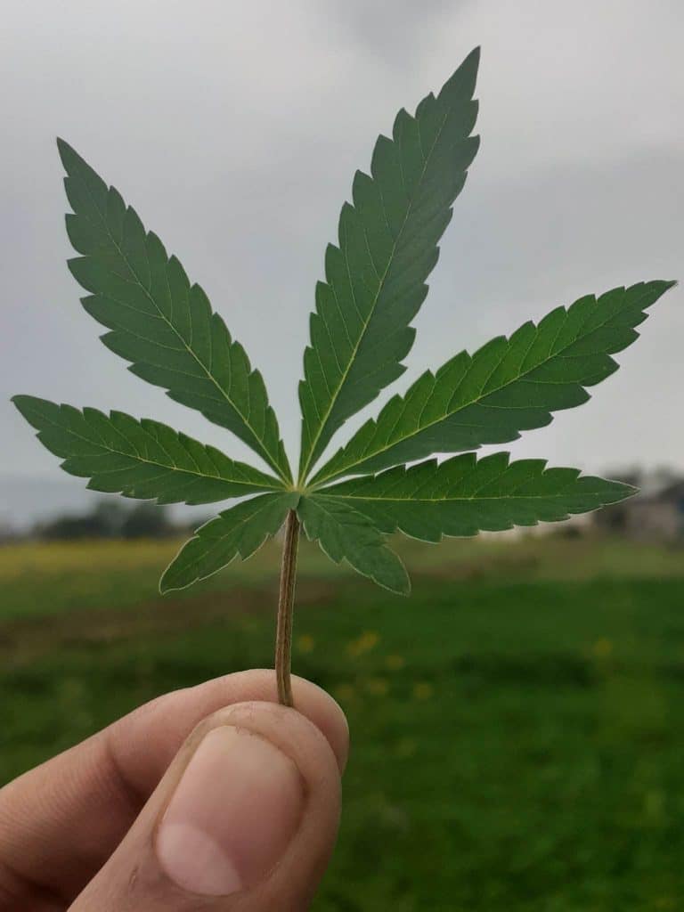 Cannabis plant