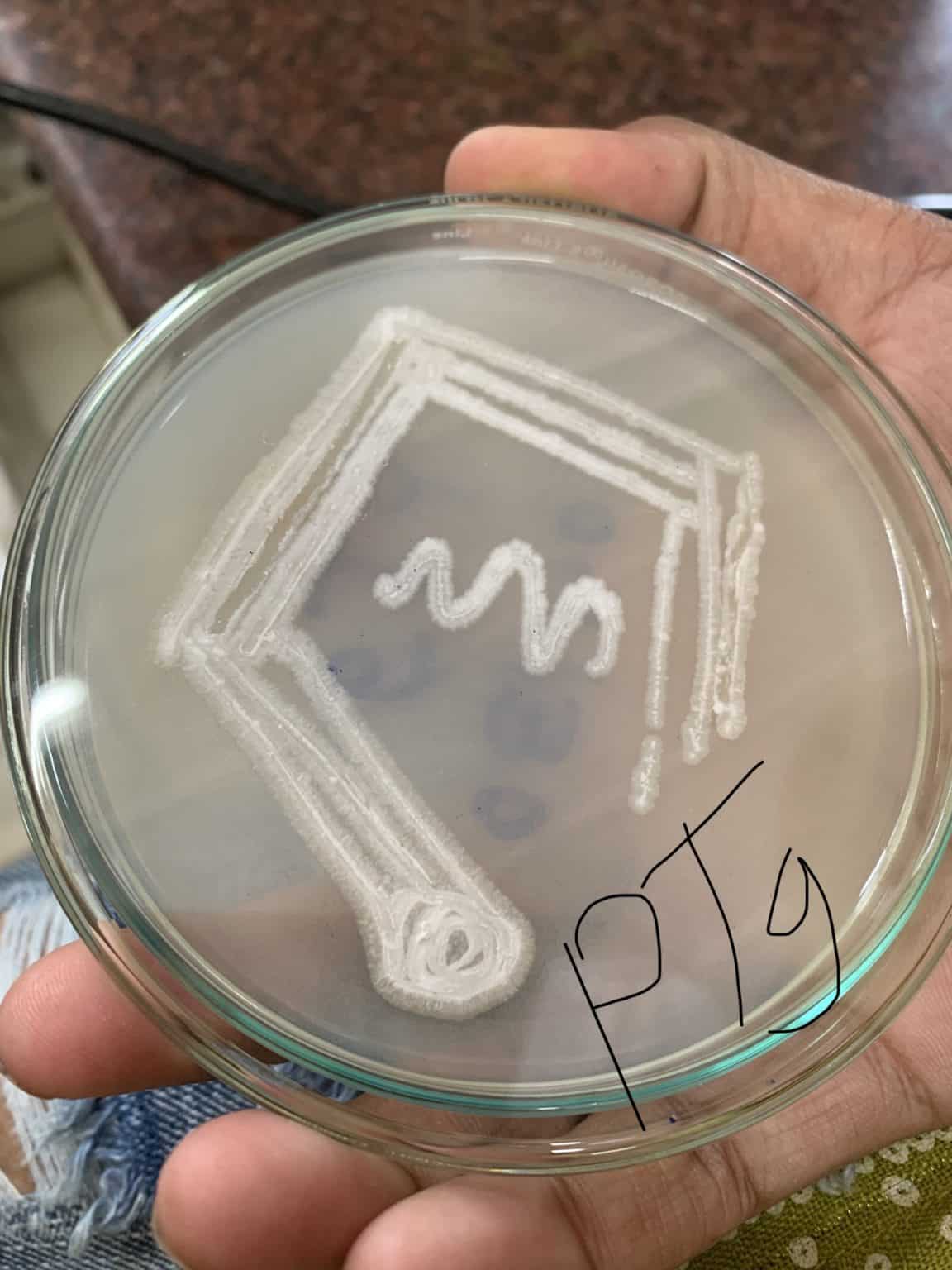 isolation of bacteria experiment