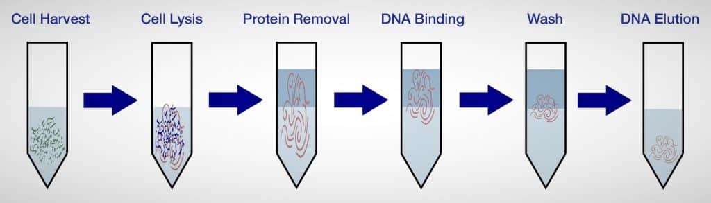 Isolation of genomic DNA from bacteria