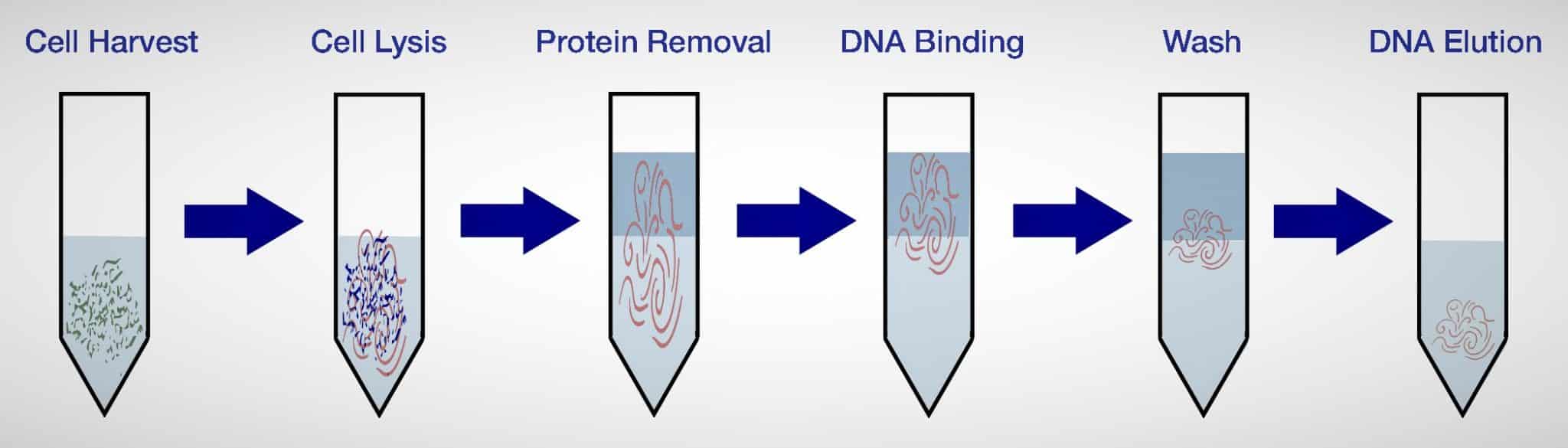 Isolation of Genomic DNA from bacteria Phenol Chloroform method