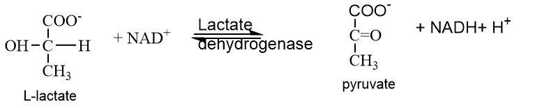 Enzymes