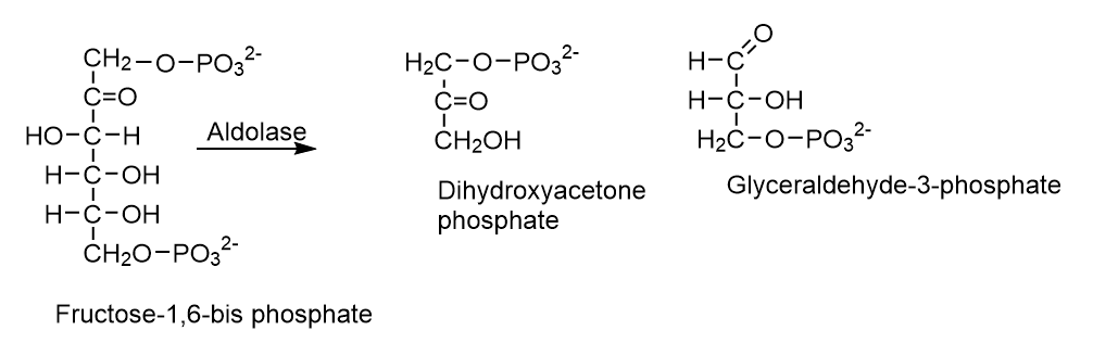 e4