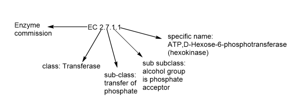 enzymes