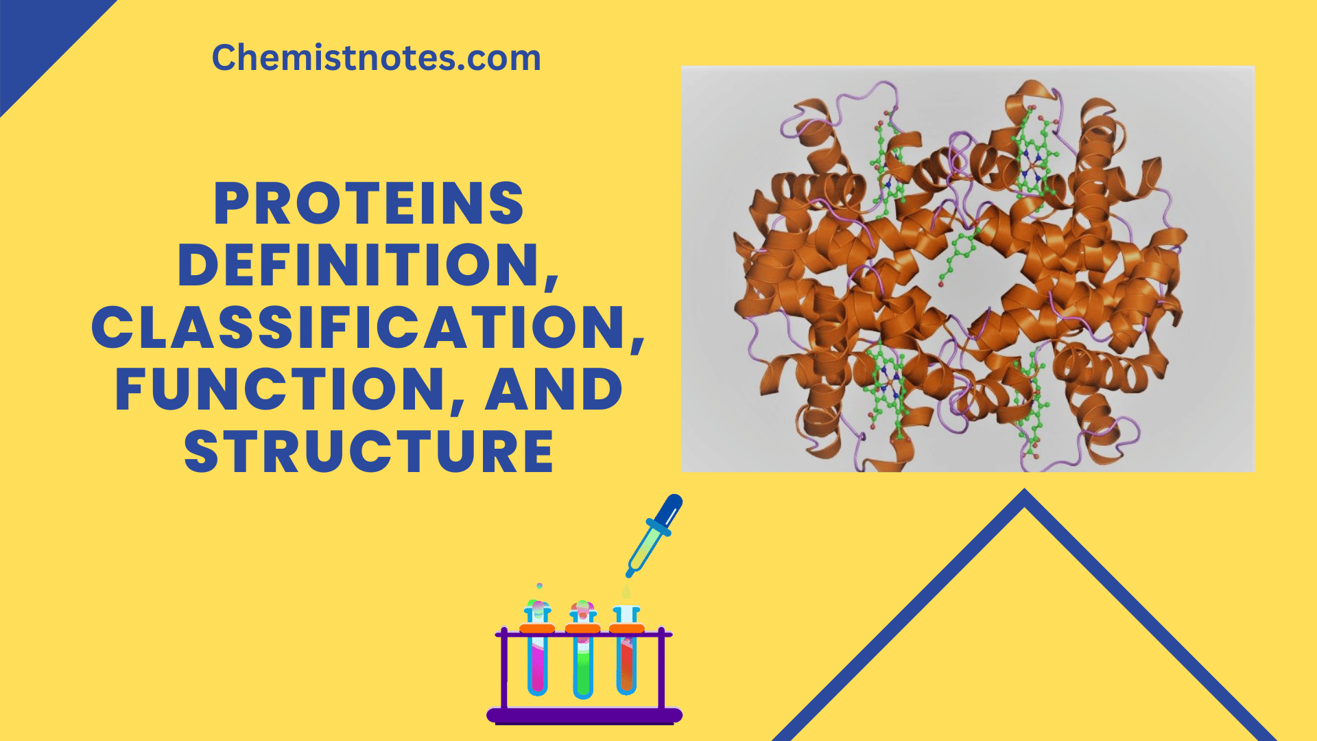 Protein Definition Structure And Classification Chemistry Notes