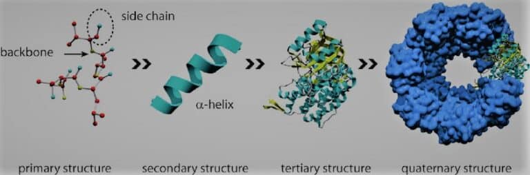 Protein: Definition, Structure, and Classification - Chemistry Notes