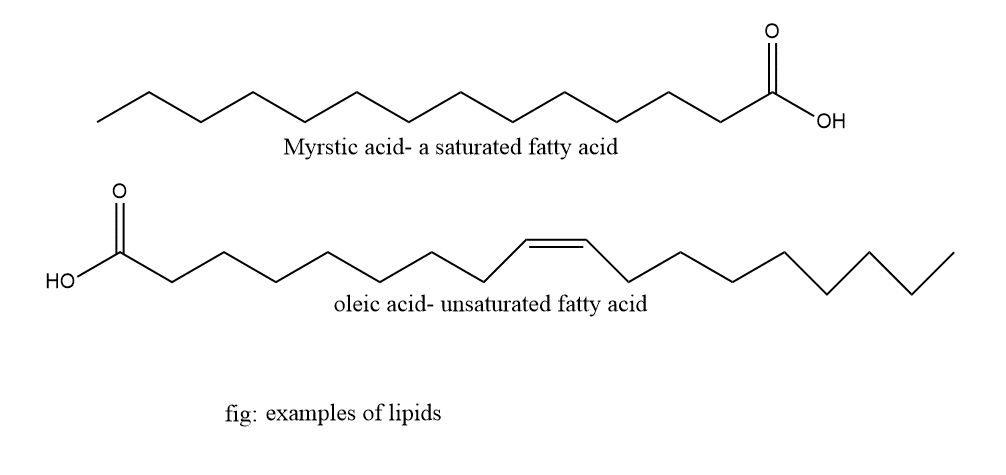 Lipid Definition Classification Examples And 7 Reliable Function Chemistry Notes 