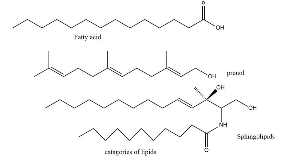 classification of lipids