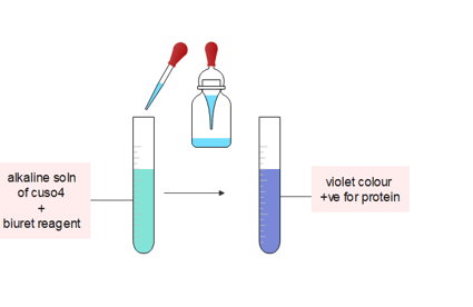 biuret test