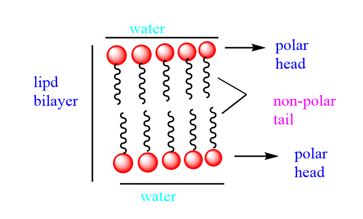 structure of lipid