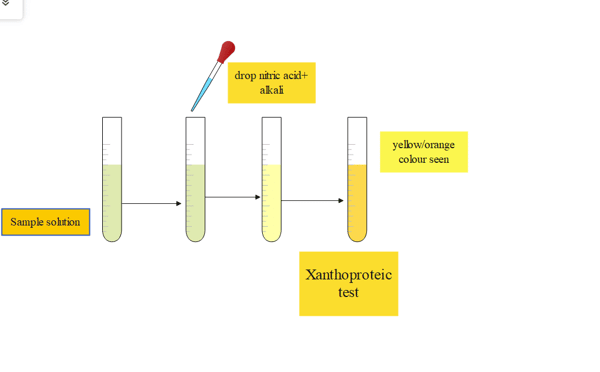 xanthoproteic acid