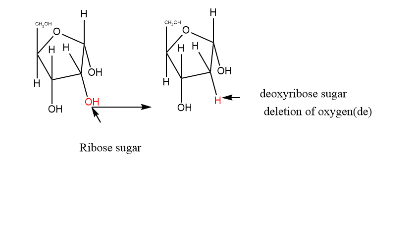 phosphate group in nucleic acid