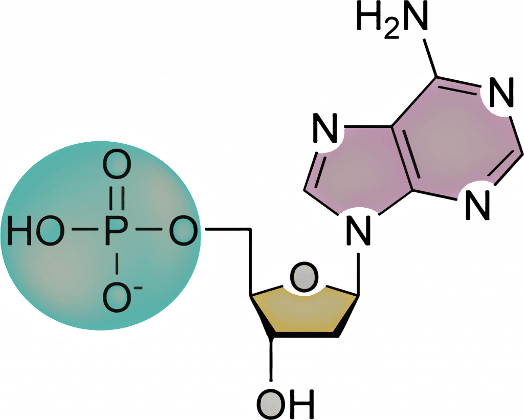 Nucleic acids