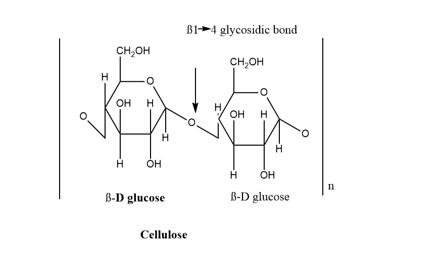 structure of polysaccharide