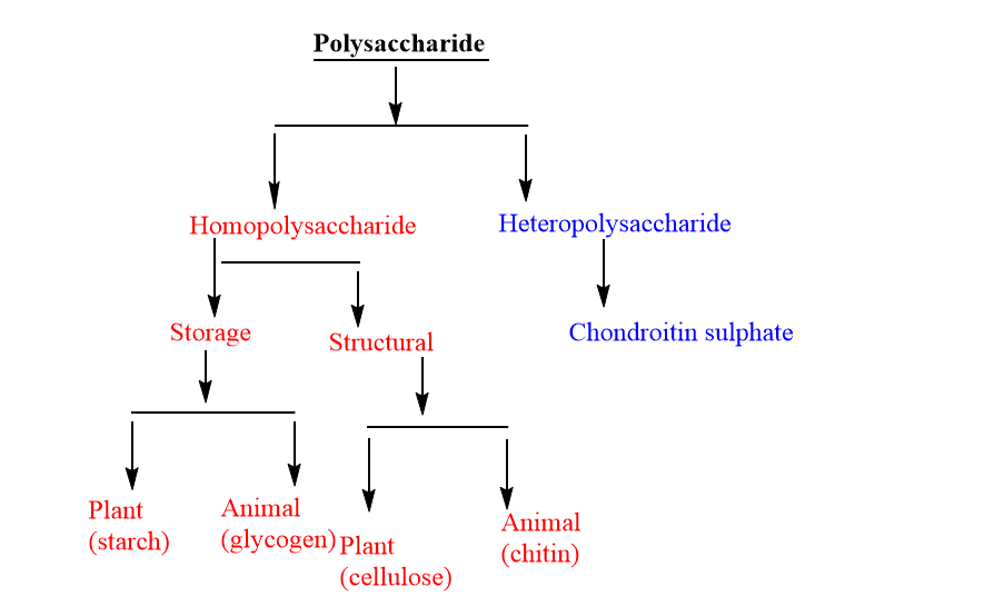 classification of polysacharide