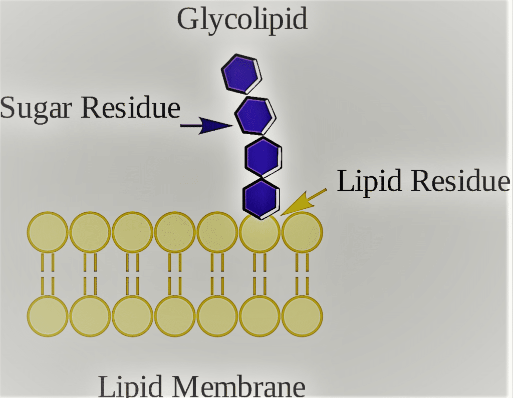 GLYCOLIPID