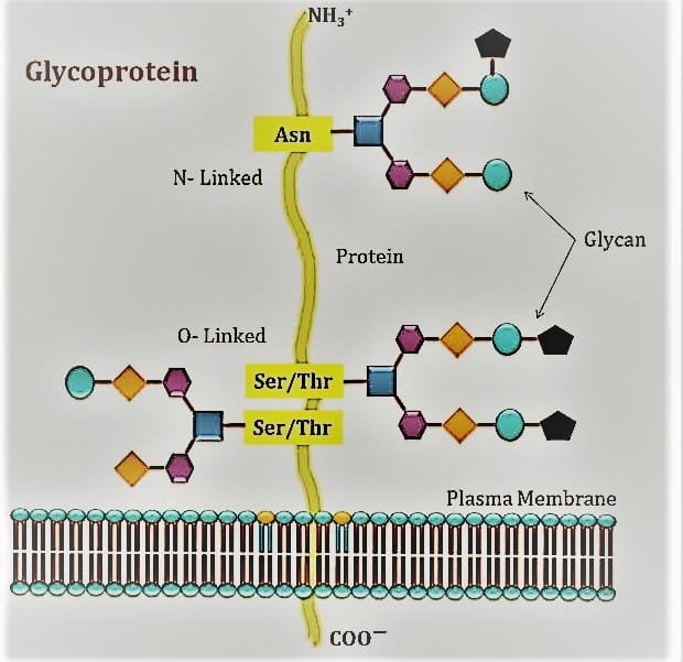 glycoprotein