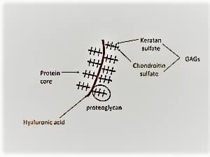 proteoglycan