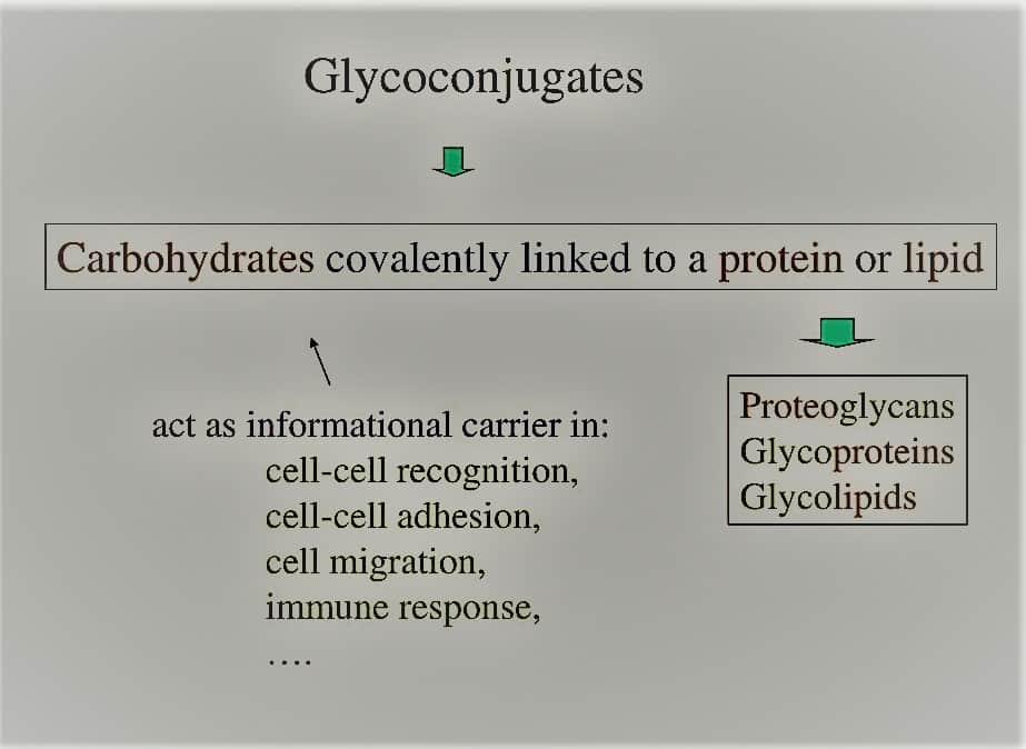 glycoconjugates
