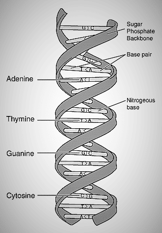 differences between DNA and RNA
