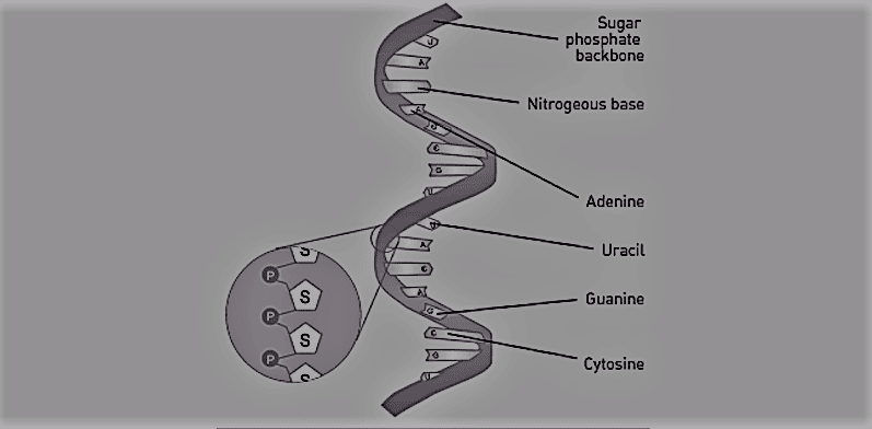 structure of rna