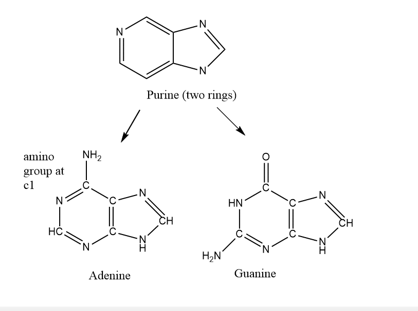 purine bases