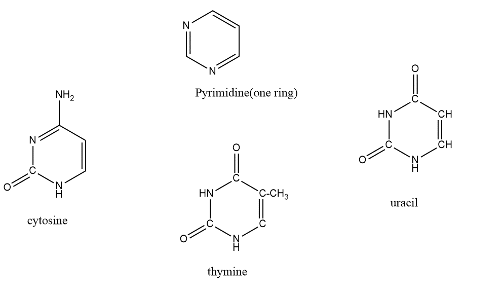 pyrimidine bases