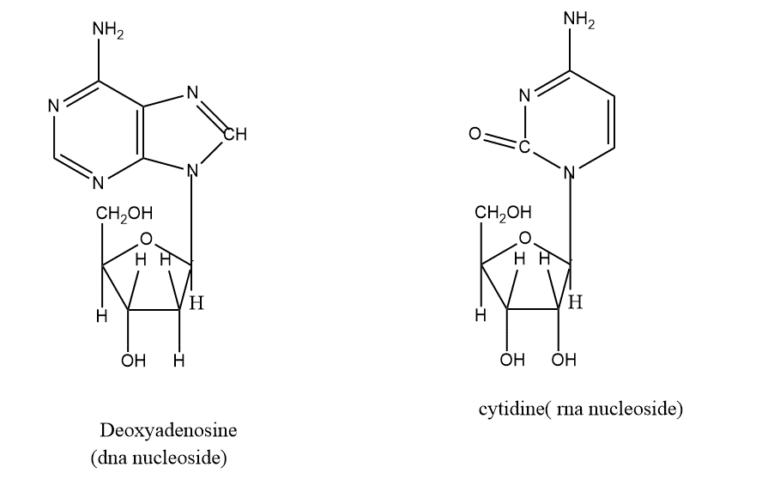 Nucleic acids Definition, Structure, reliable Function, and 2 Major