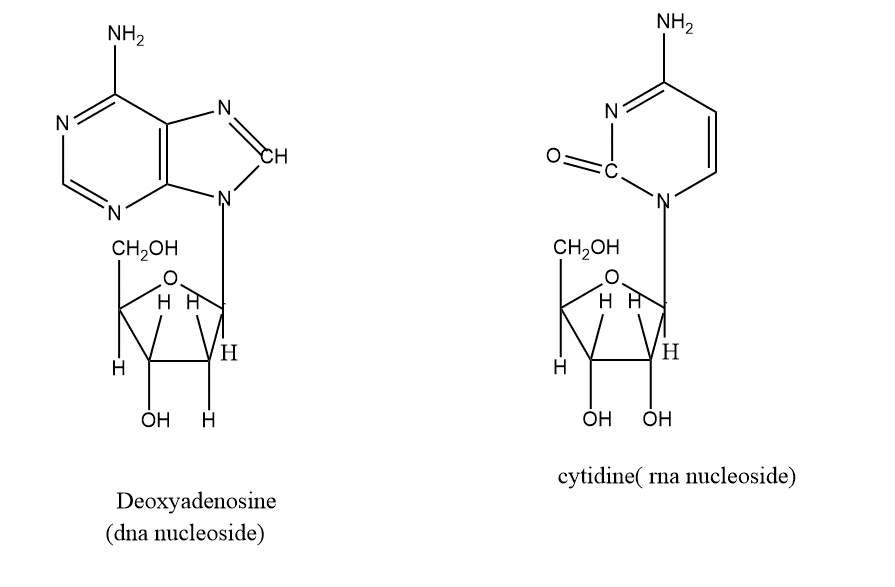 DNA and RNA