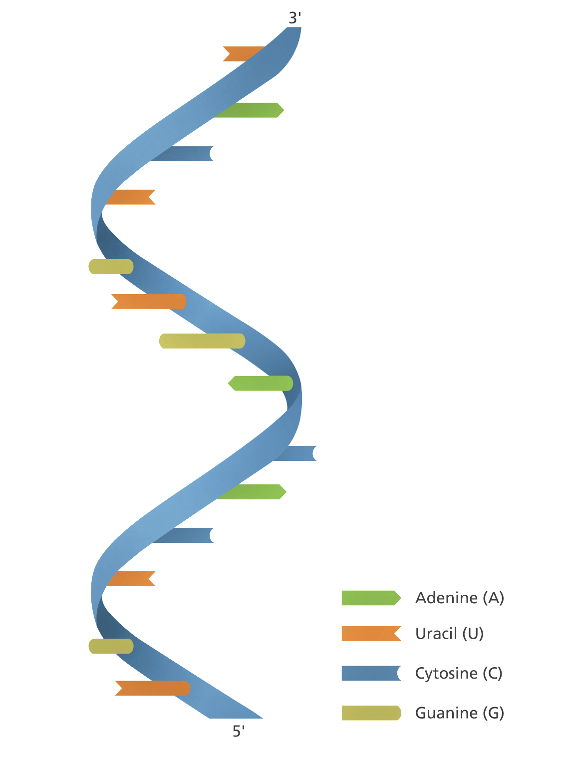 Nucleic acids Definition, Structure, reliable Function, and 2 Major